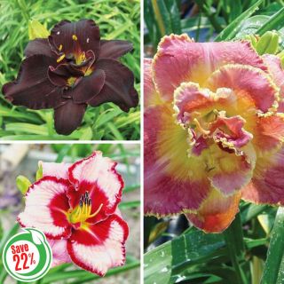 Daylily Collection 1 Thumbnail